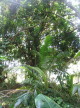 Misc Hawaiian foliage 12