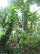 Misc Hawaiian foliage 4