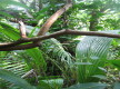 Misc Hawaiian foliage 7