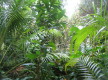 Misc Hawaiian foliage 11