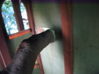 treehouse interior, showing limb through wall